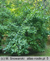 Lonicera vesicaria (suchodrzew pęcherzykowaty)