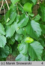 Corylus colurna (leszczyna turecka)