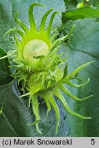 Corylus colurna (leszczyna turecka)