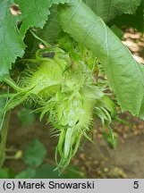 Corylus colurna (leszczyna turecka)