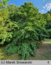 Corylus colurna (leszczyna turecka)