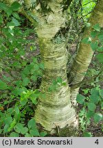 Betula ermanii (brzoza Ermana)