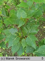 Betula ermanii (brzoza Ermana)