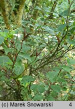 Betula ermanii (brzoza Ermana)