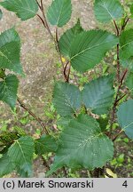 Betula ermanii (brzoza Ermana)