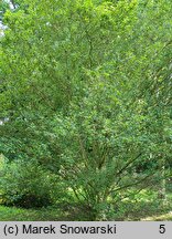 Betula ermanii (brzoza Ermana)