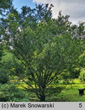 Betula ermanii (brzoza Ermana)