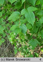 Neillia tanakae (tawulec Tanaki)