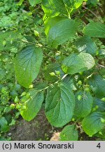 Symplocos paniculata (symplokos wiechowaty)