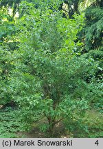 Symplocos paniculata (symplokos wiechowaty)