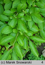 Symplocos paniculata (symplokos wiechowaty)