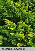 ×Cupressocyparis leylandii Gold River