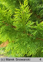 ×Cupressocyparis leylandii Gold River