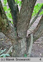 Acer triflorum (klon trójkwiatowy)