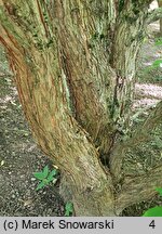 Acer triflorum (klon trójkwiatowy)