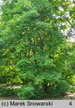 Acer triflorum (klon trójkwiatowy)