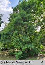 Acer triflorum (klon trójkwiatowy)