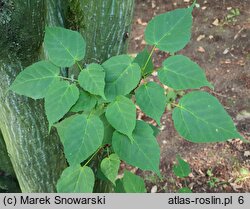 Acer laxiflorum (klon rozpierzchłokwiatowy)