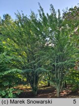 Acer laxiflorum (klon rozpierzchłokwiatowy)