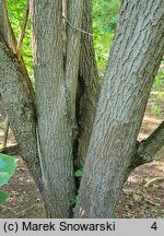 Ehretia dicksonii