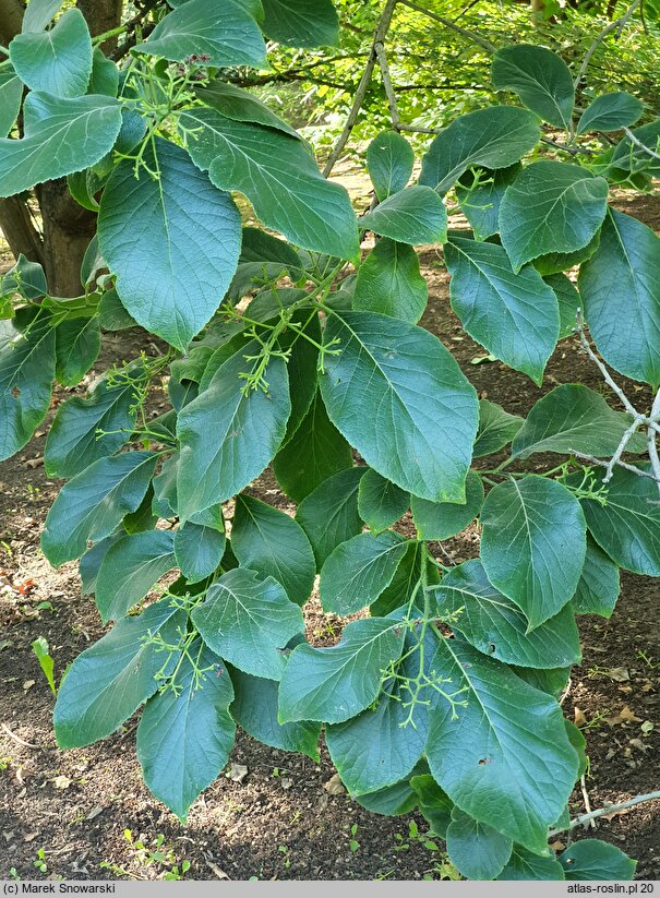 Ehretia dicksonii