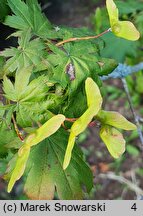 Acer pseudosieboldianum (klon ussuryjski)