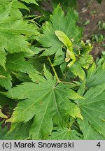 Acer pseudosieboldianum (klon ussuryjski)