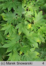 Acer pseudosieboldianum (klon ussuryjski)