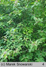 Callicarpa bodinieri (pięknotka Bodiniera)