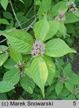 Callicarpa bodinieri (pięknotka Bodiniera)