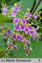 Callicarpa bodinieri (pięknotka Bodiniera)