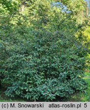 Callicarpa bodinieri (pięknotka Bodiniera)