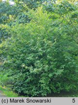 Callicarpa bodinieri (pięknotka Bodiniera)