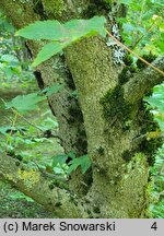 Acer erianthum