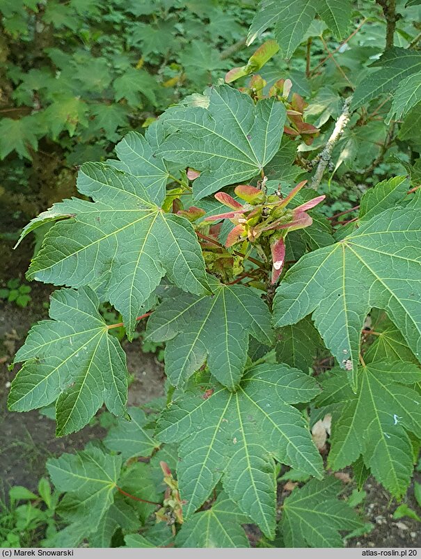 Acer erianthum