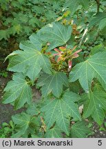 Acer erianthum