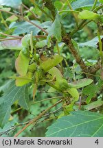 Acer erianthum