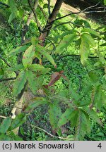 Oxydendrum arboreum (kwaśnodrzew konwaliowy)