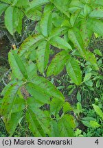 Oxydendrum arboreum (kwaśnodrzew konwaliowy)