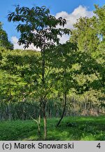 Oxydendrum arboreum (kwaśnodrzew konwaliowy)