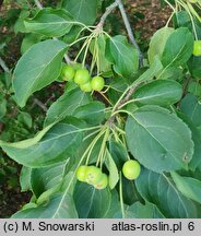 Malus rockii