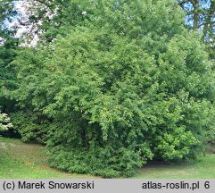 Malus rockii