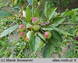 Malus spectabilis (jabłoń nadobna)