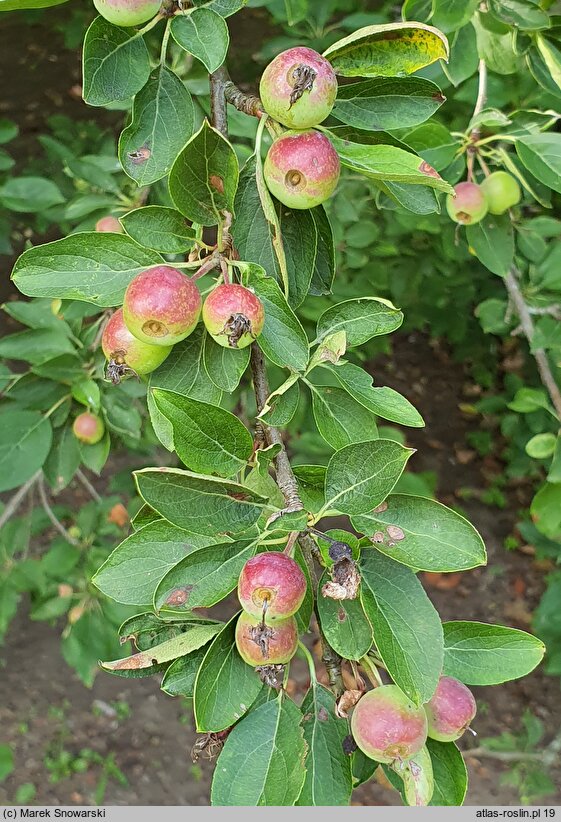 Malus spectabilis (jabłoń nadobna)