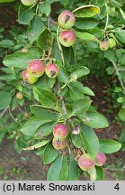 Malus spectabilis (jabłoń nadobna)