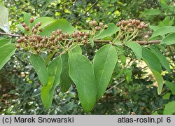 Cotoneaster frigidus (irga oziębła)