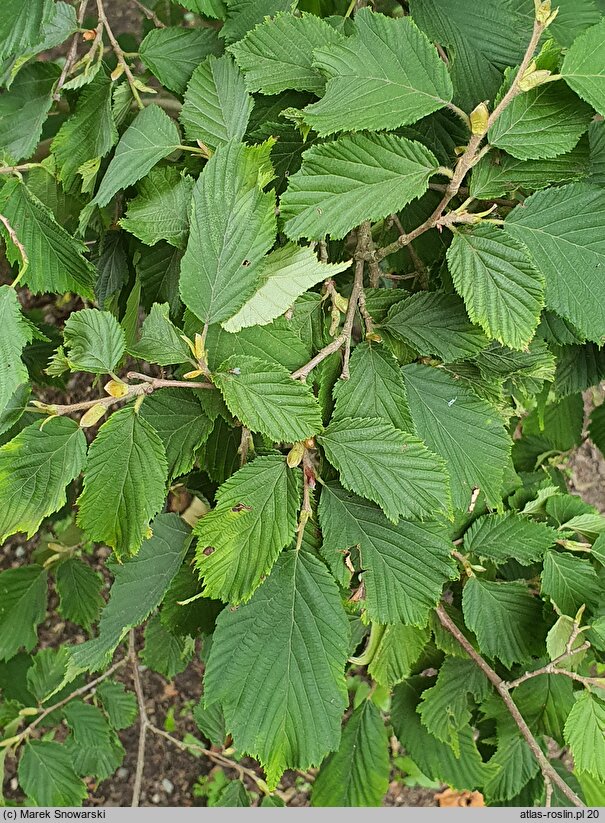 Corylus sieboldiana (leszczyna Siebolda)