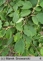 Corylus sieboldiana (leszczyna Siebolda)