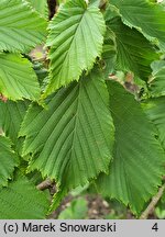 Corylus sieboldiana (leszczyna Siebolda)