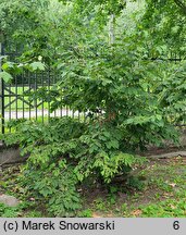 Corylus sieboldiana (leszczyna Siebolda)